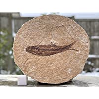 Los mejores  - FS9410 Eocene : USA- fossile de poissons (Knightia alt)- première qualité